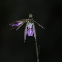 Nervilia plicata (Andrews) Schltr.